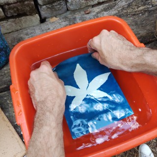Découverte du cyanotype - Composez de magnifiques empreintes végétales