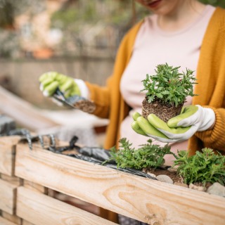 Initiation au jardinage biologique