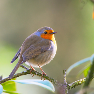 Observation des oiseaux en zone humide