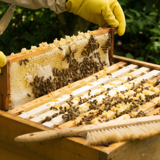Découverte de l'apiculture naturelle